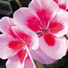 geranium