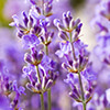 aroma