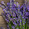 aroma
