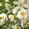 aroma