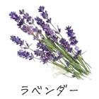 ラベンダー