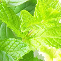 aroma