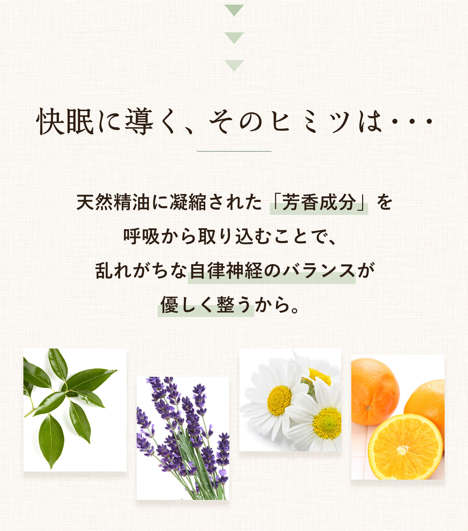 快眠に導く、そのヒミツは・・・天然精油に凝縮された「芳香成分」を 呼吸から取り込むことで、 乱れがちな自律神経のバランスが 優しく整うから。 