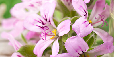 aroma